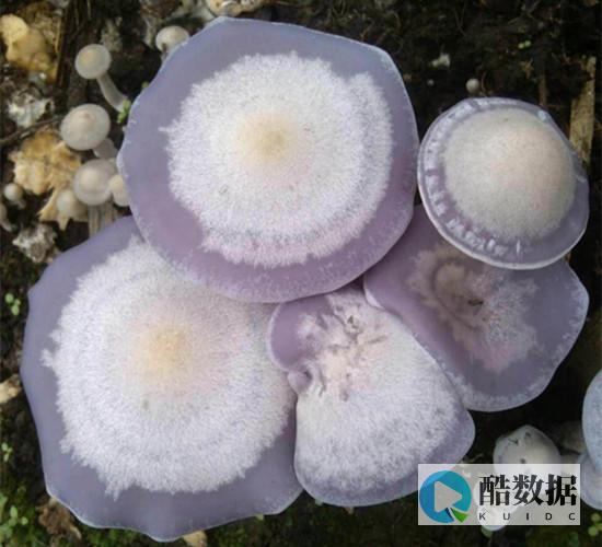 Moack蘑菇主机指定韩国独立服务器8折优惠月付134美元起