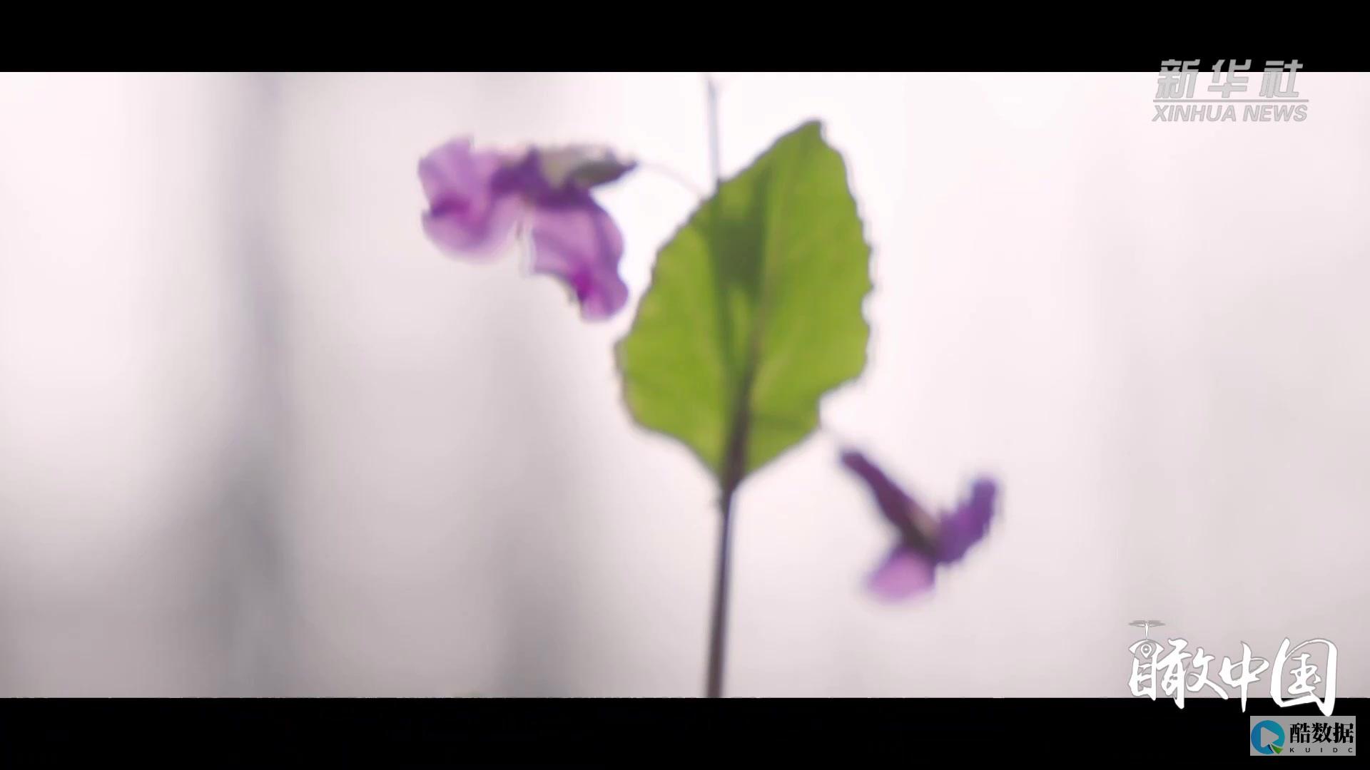 海梦云：春节特惠，云服务器10元起，CDN最高3折
