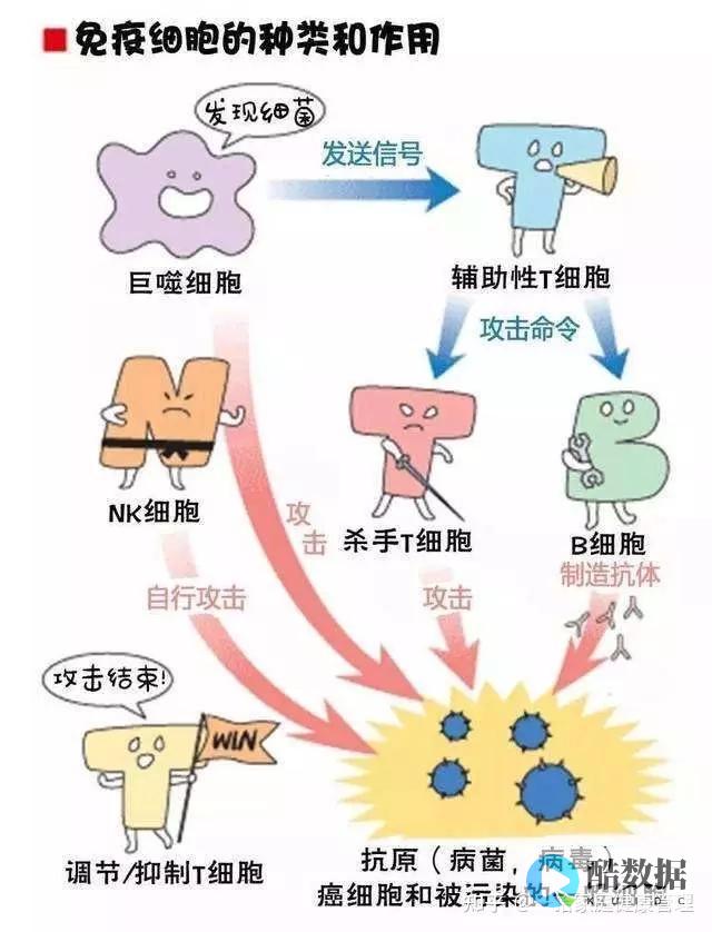 什么是免疫网络