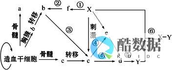 什么是免疫网络