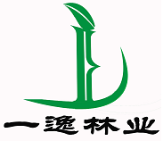 仁居柳、无飞絮柳树--山东一逸农林科技有限责任公司