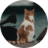 Domain Change Notice