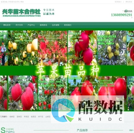 新优桃树苗、梨树苗、苹果苗产地―兴华苗木合作社
