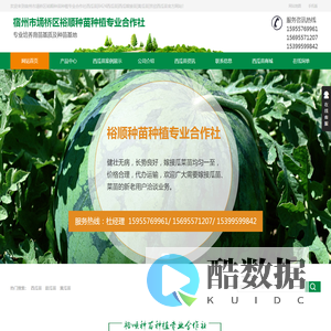 西瓜苗|8424西瓜苗|西瓜嫁接苗|黄瓜苗|京欣西瓜苗