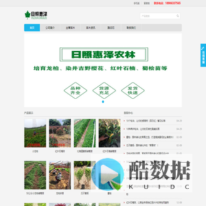 小龙柏,龙柏苗,龙柏床苗,嫁接小龙柏,龙柏树,龙柏球,龙柏工程苗 - 日照惠泽农林科技有限公司
