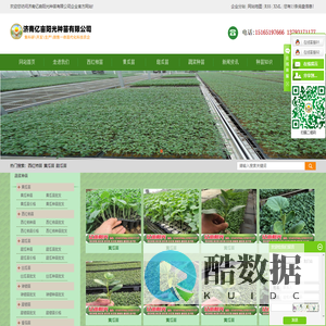 西红柿苗_黄瓜苗_甜瓜苗-济南亿亩阳光种苗有限公司