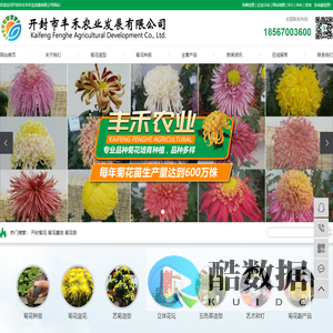 开封菊花