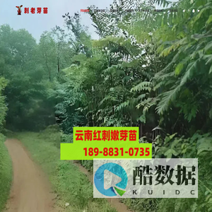 云南红次嫩芽|刺老芽|刺龙苞苗-19988390006