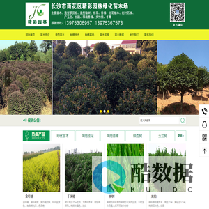 湖南苗木基地|湖南桂花树价格|湖南造型罗汉松|湖南桂花价格|湖南移栽香樟|湖南苗木|茶花价格-长沙市雨花区精彩园林绿化苗木场